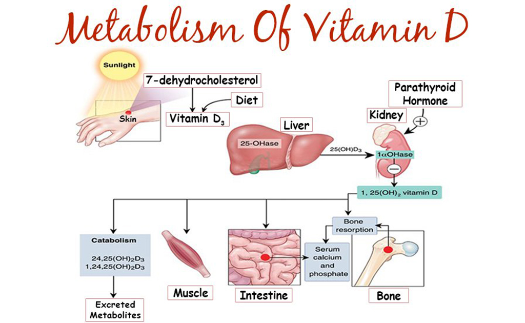 শরীরে ভিটামিন ডি-এর ঘাটতি থাকলে কী করে বুঝবেন?